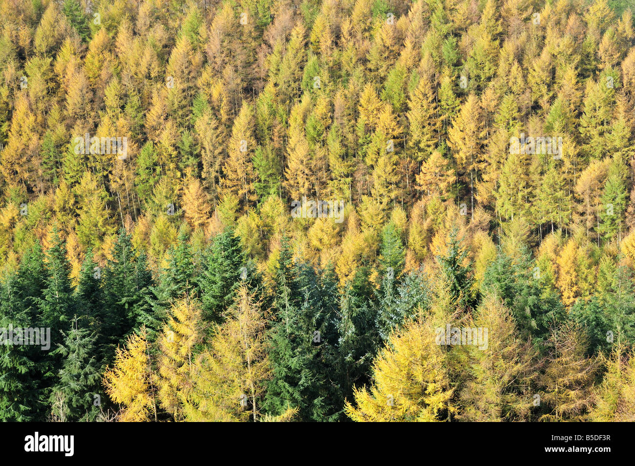 Larch Trees Larix decidua Cambrian Mountains in Autumn Cartmarthenshire Powys Wales UK Stock Photo