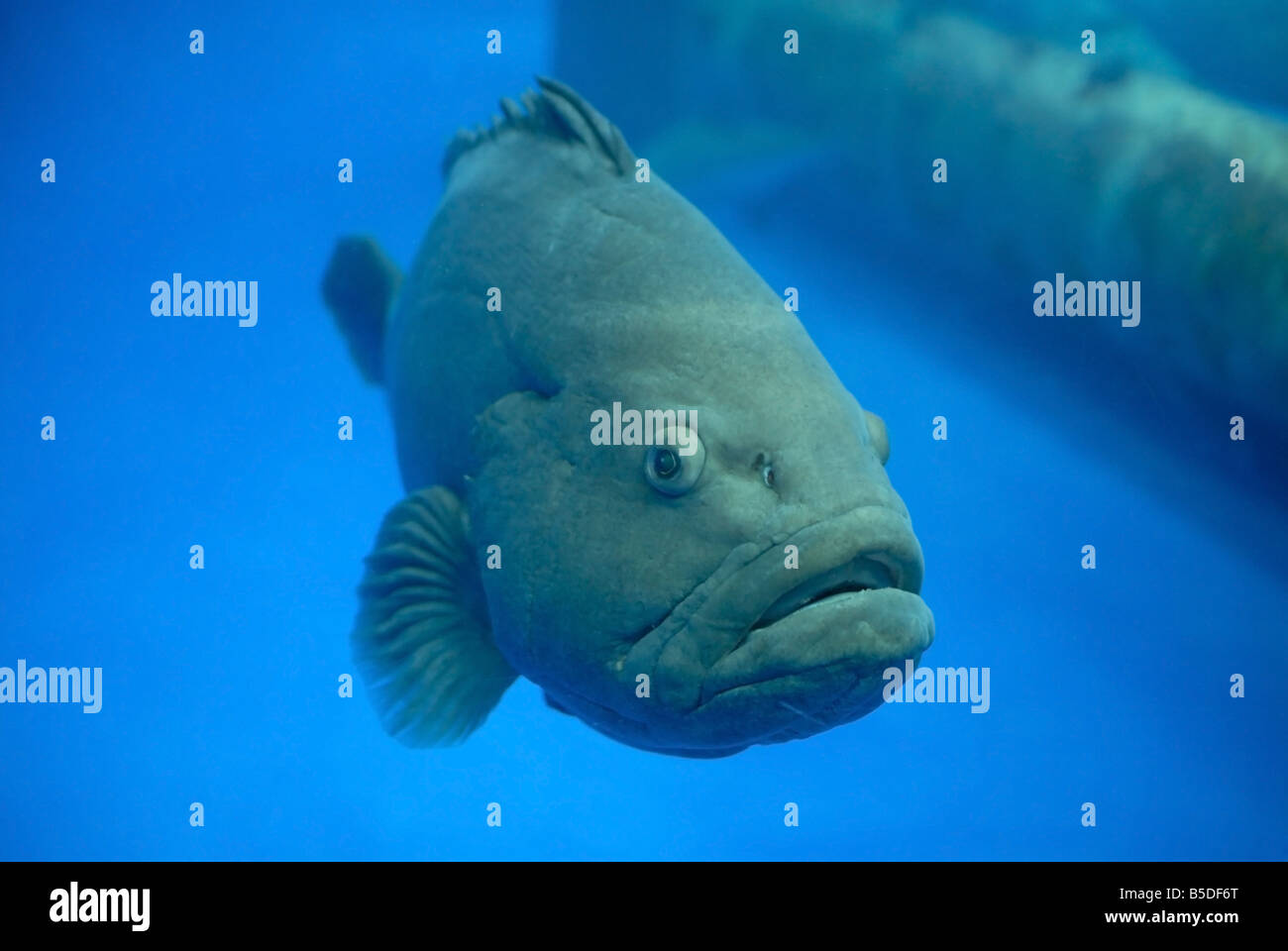 Fish in aquarium Stock Photo