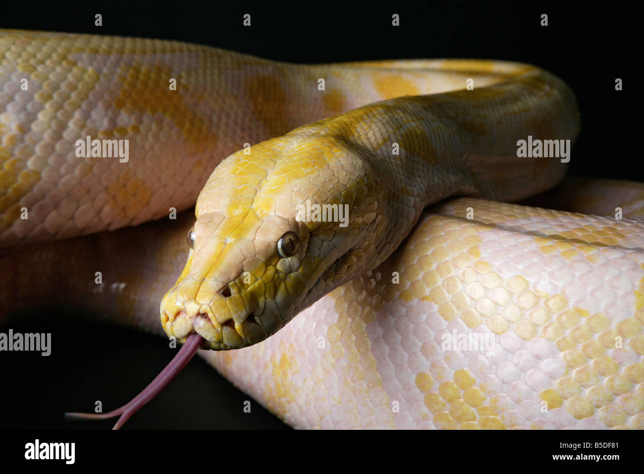 Male Albino Burmese Python snake on a black background Stock Photo