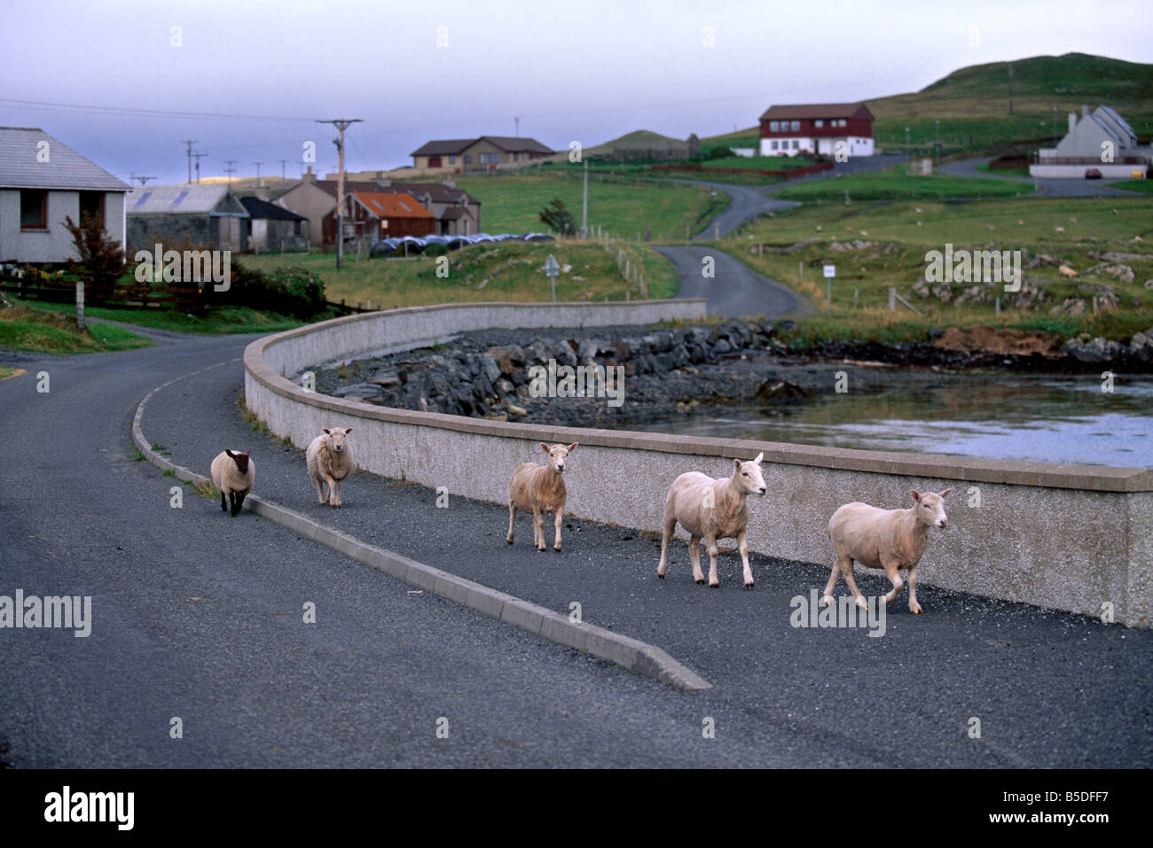 Shetland Rearing Sheep rearing is one of the main economic activities in Shetland ...