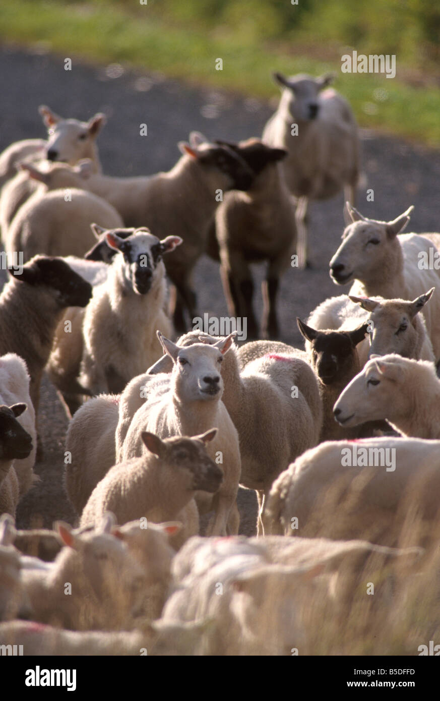 Shetland Rearing Economic activities hi-res stock photography and images - Alamy