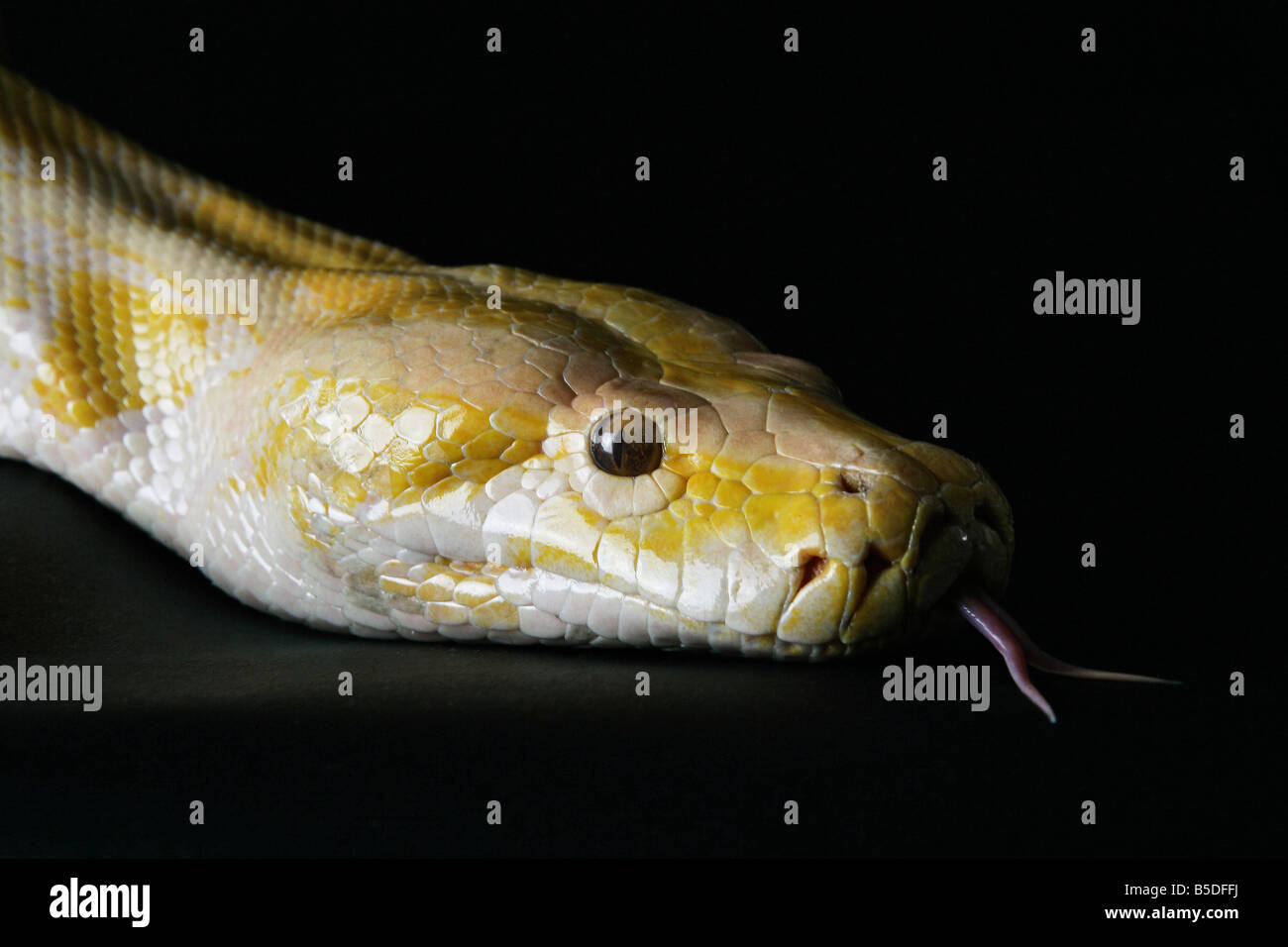 Male Albino Burmese Python snake on a black background Stock Photo