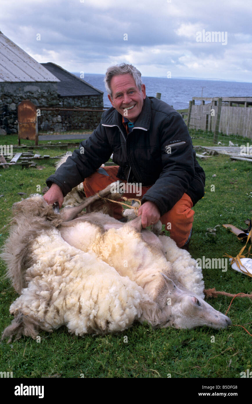 Sheep shearing time, in August, on Whalsay, Shetland Islands, Scotland, Europe Stock Photo Alamy
