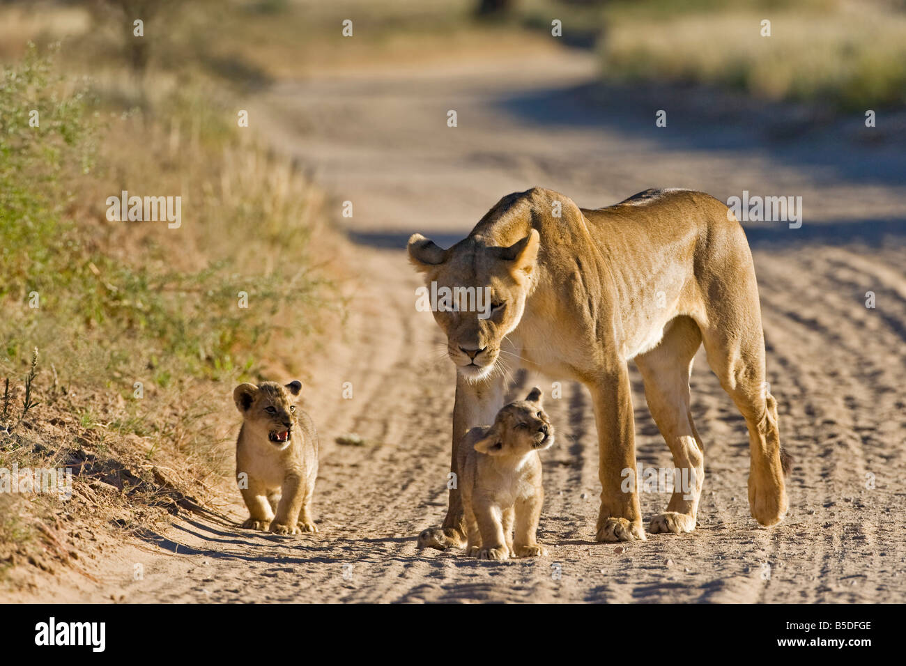 Africa, Namibia, Lioness (Panthera leo) with cubs Stock Photo - Alamy