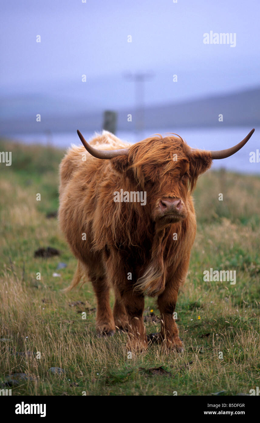 Highland cow, Shetland Islands, Scotland, Europe Stock Photo