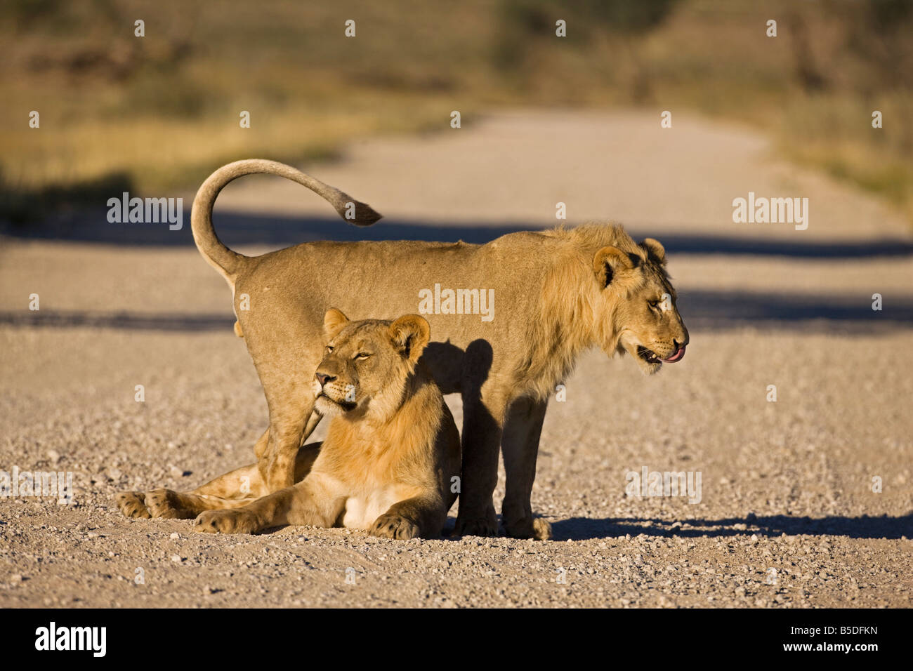 Couple of lions (Panthera leo Stock Photo - Alamy