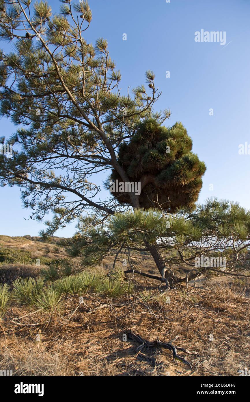 Torrey pine with unusual growth in Torrey Pine State Reserve in San Diego. Stock Photo