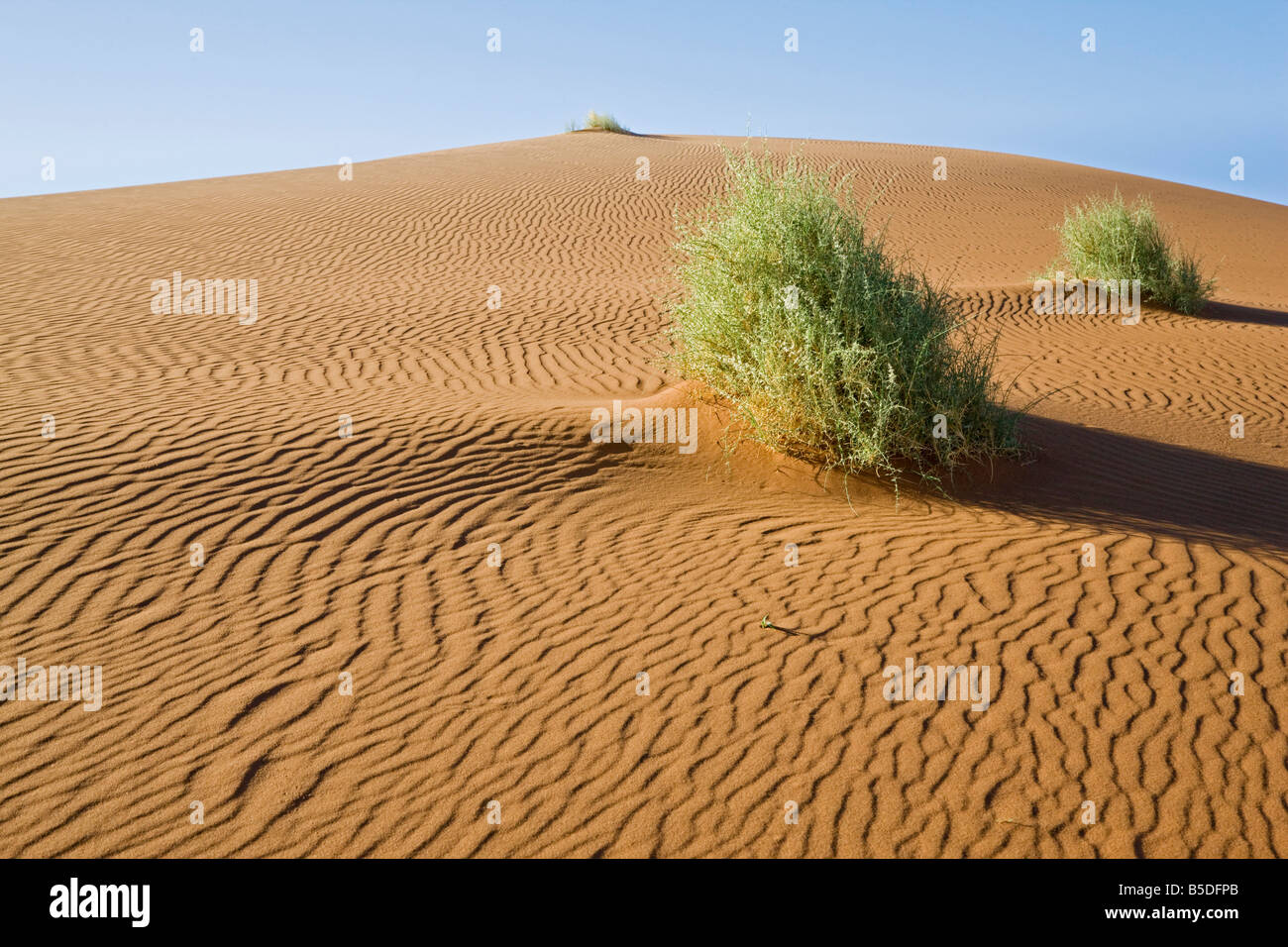 Africa, Namibia, Nara-shrub in the Namib desert Stock Photo