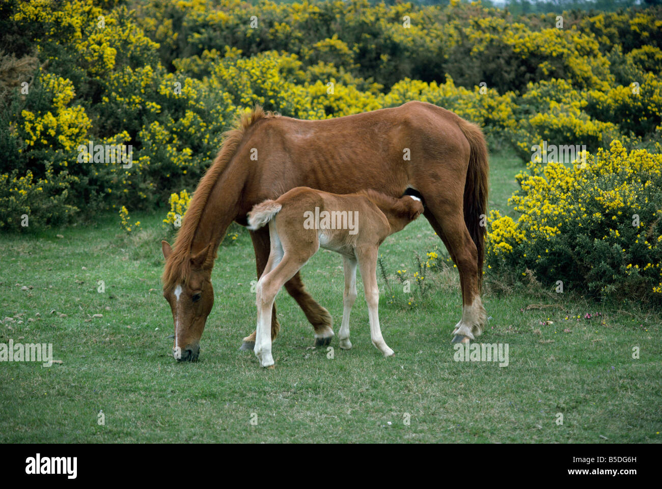 New Forest pony and suckling foal Hampshire England United Kingdom Europe Stock Photo