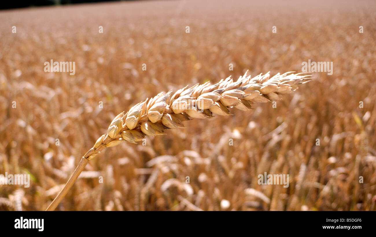 Ear of wheat or corn in a filed ready for harvest for either food or bio fuel Stock Photo