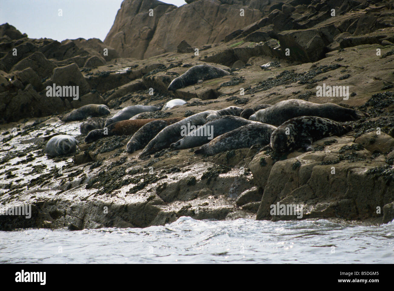 Seals on the Western Rocks Isles of Scilly United Kingdom Europe Stock
