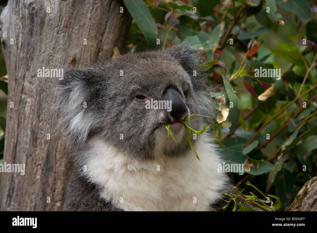 Koala, Phascolarctos Cinereus Stock Photo