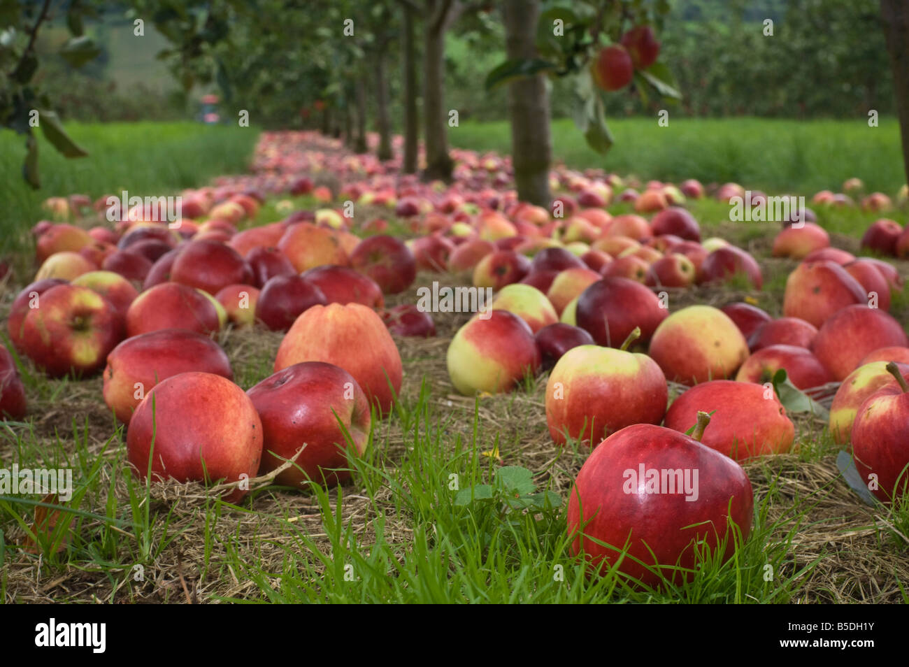 Katy cider apples awaiting collection after being shaken from the trees Thatchers Cider Orchard Sandford Somerset England Stock Photo