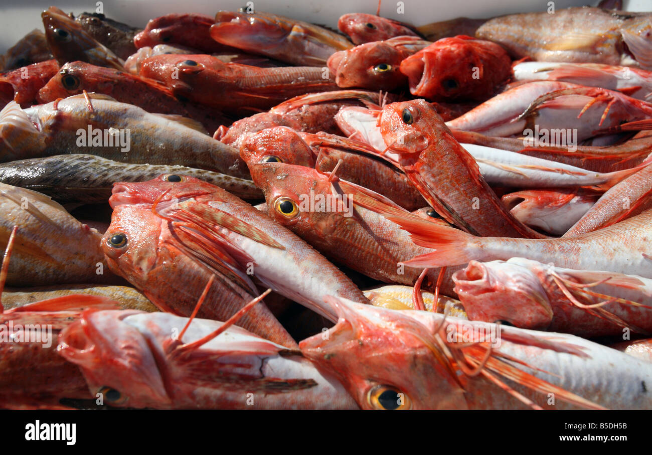 Freshly caught fish Stock Photo Alamy