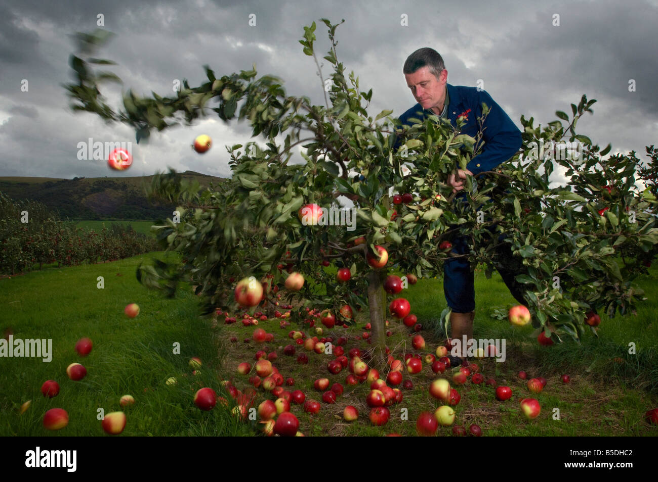 Harvesting Katy cider apples by shaking the tree Thatchers Cider Orchard Sandford Somerset England Stock Photo