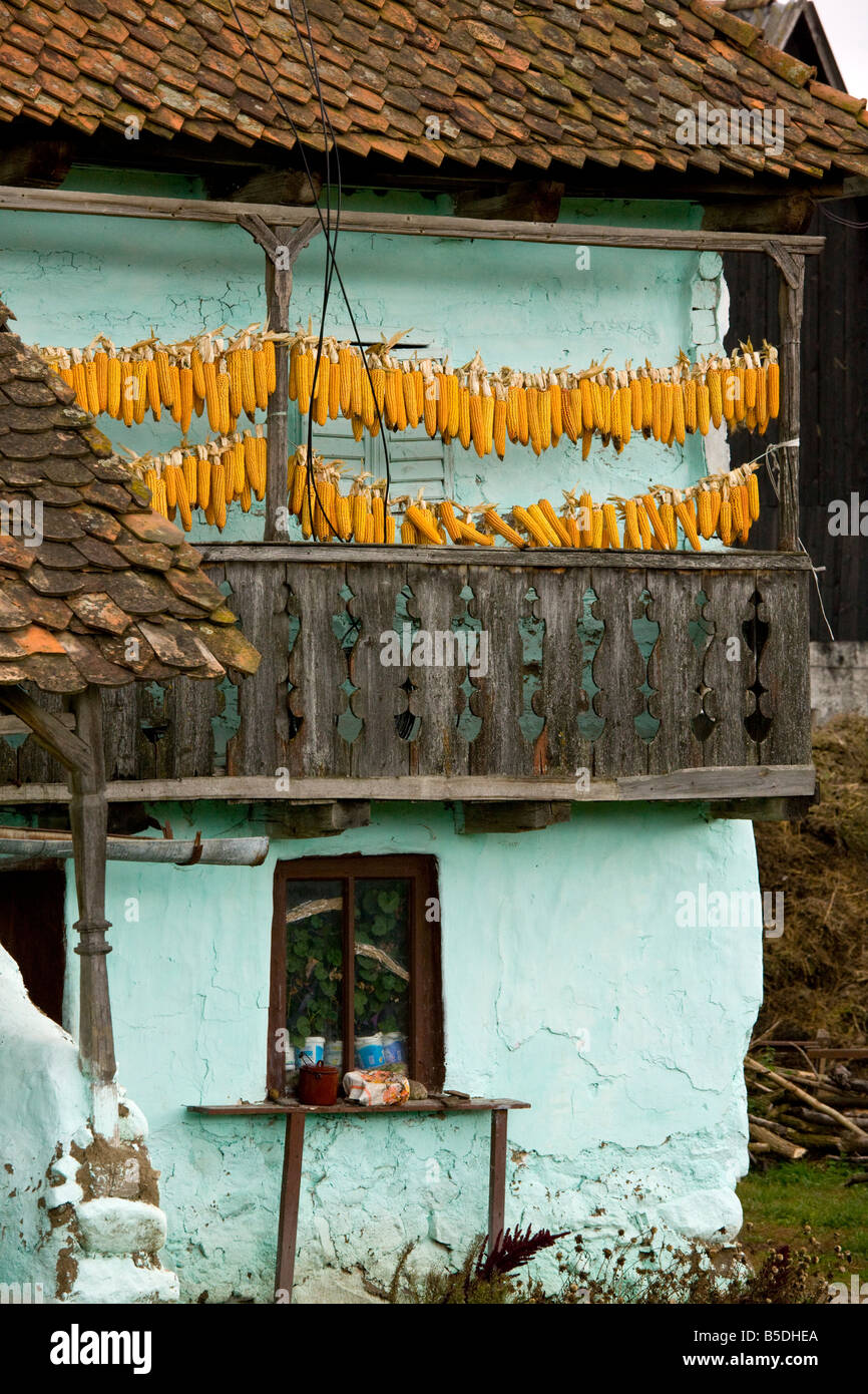 Sweet corn maize hanging up to dry on balcony of old house Ocland autumn Romania Stock Photo