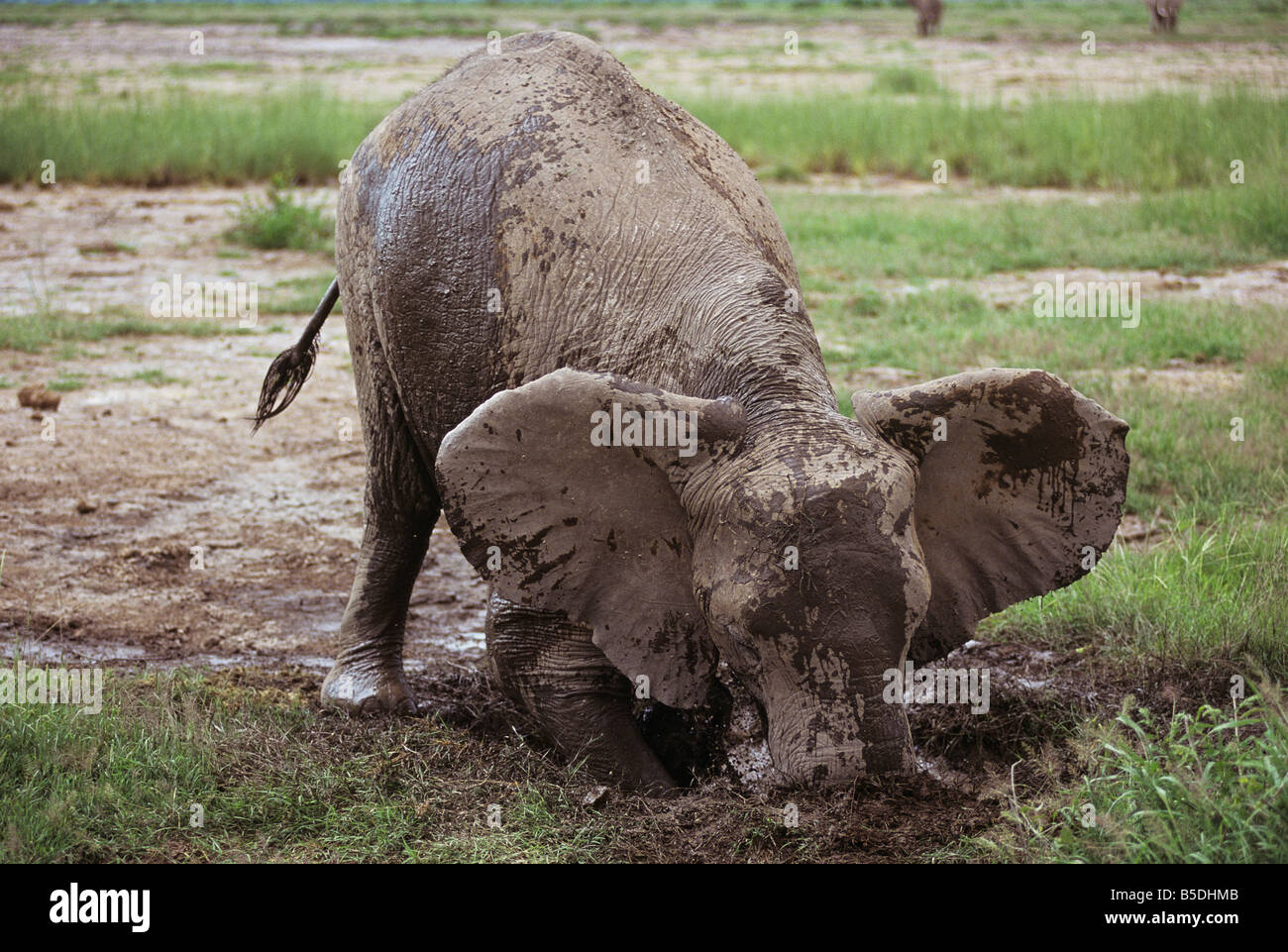 Elephant in the Mud Stock Photo Alamy