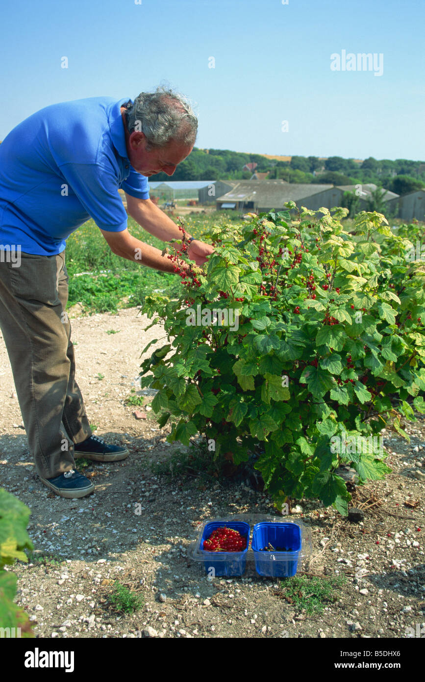 Sussex pyo hi-res stock photography and images - Alamy