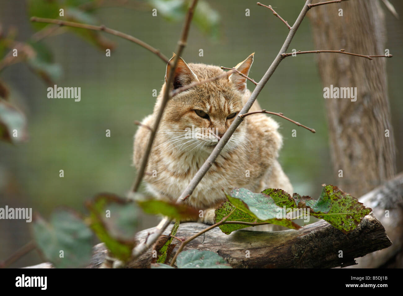 Gordons wildcat Felis silvestris gordonoi captive native to Africa Stock Photo