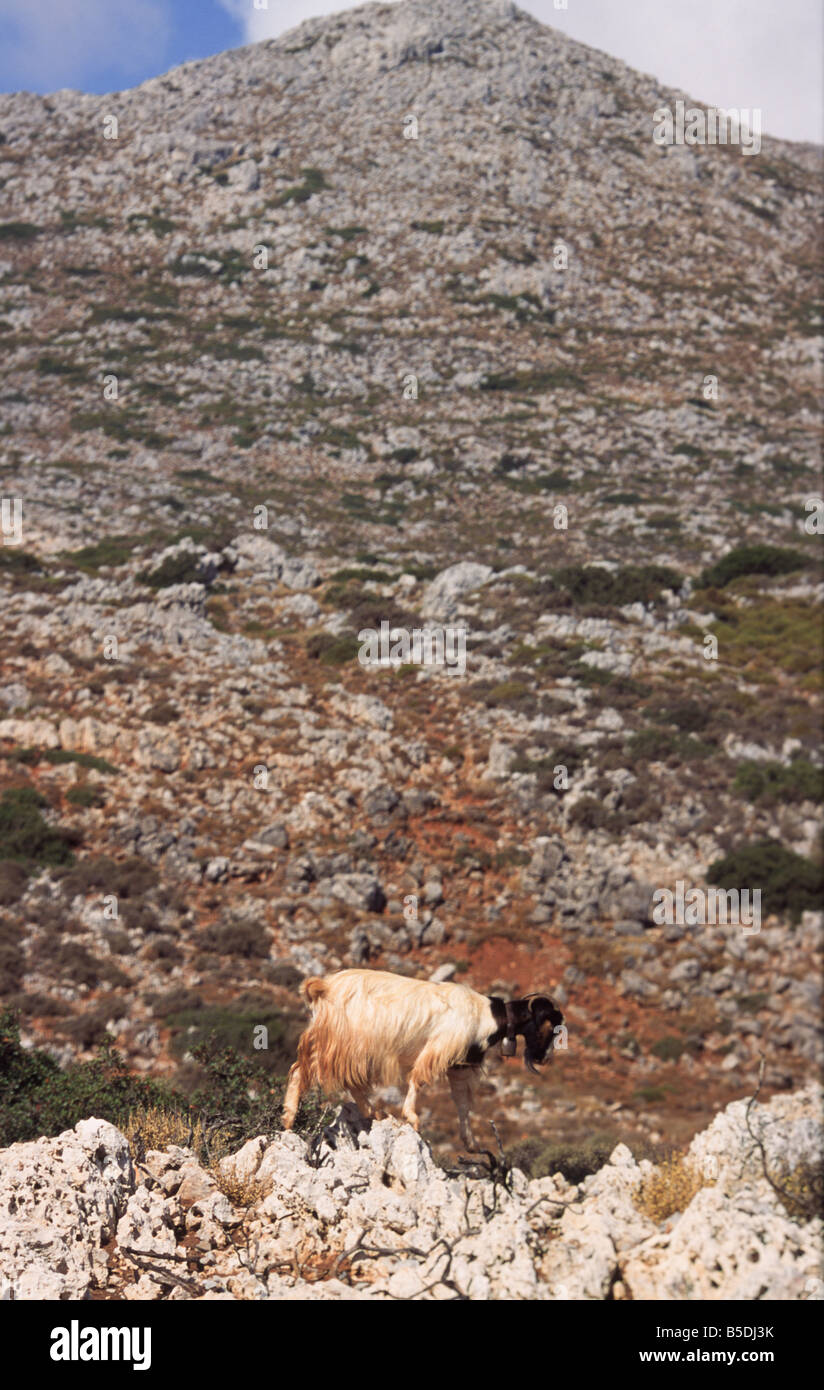 Goat on a rock on the peninsula Rodopou Chania province Crete Greece Stock Photo