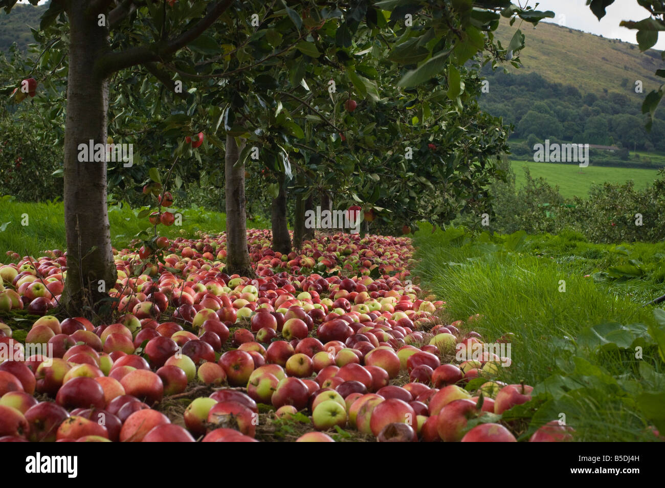 Katy cider apples awaiting collection after being shaken from the trees