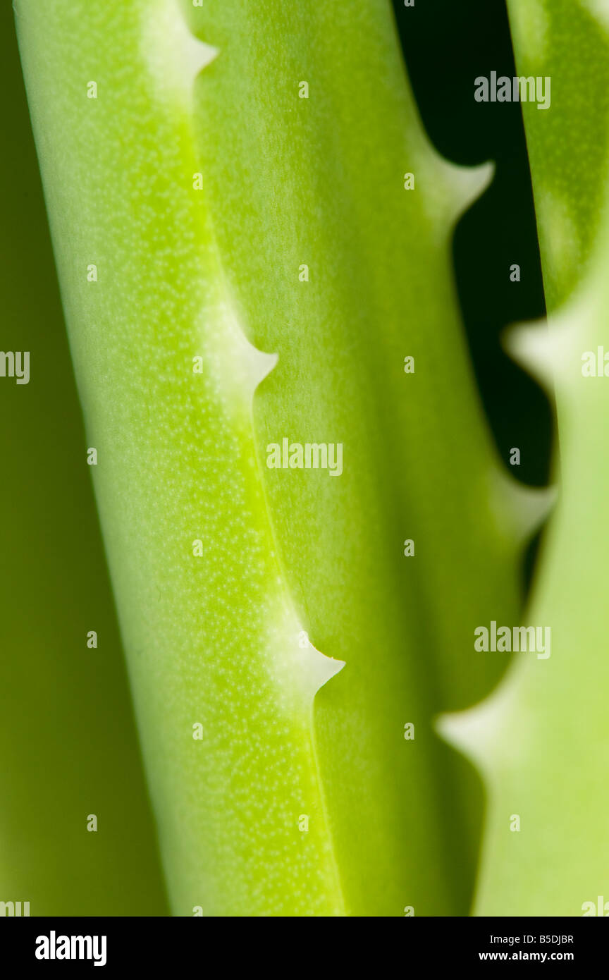 Aloe Vera (medicinal vera) close-up of succulent stems Stock Photo