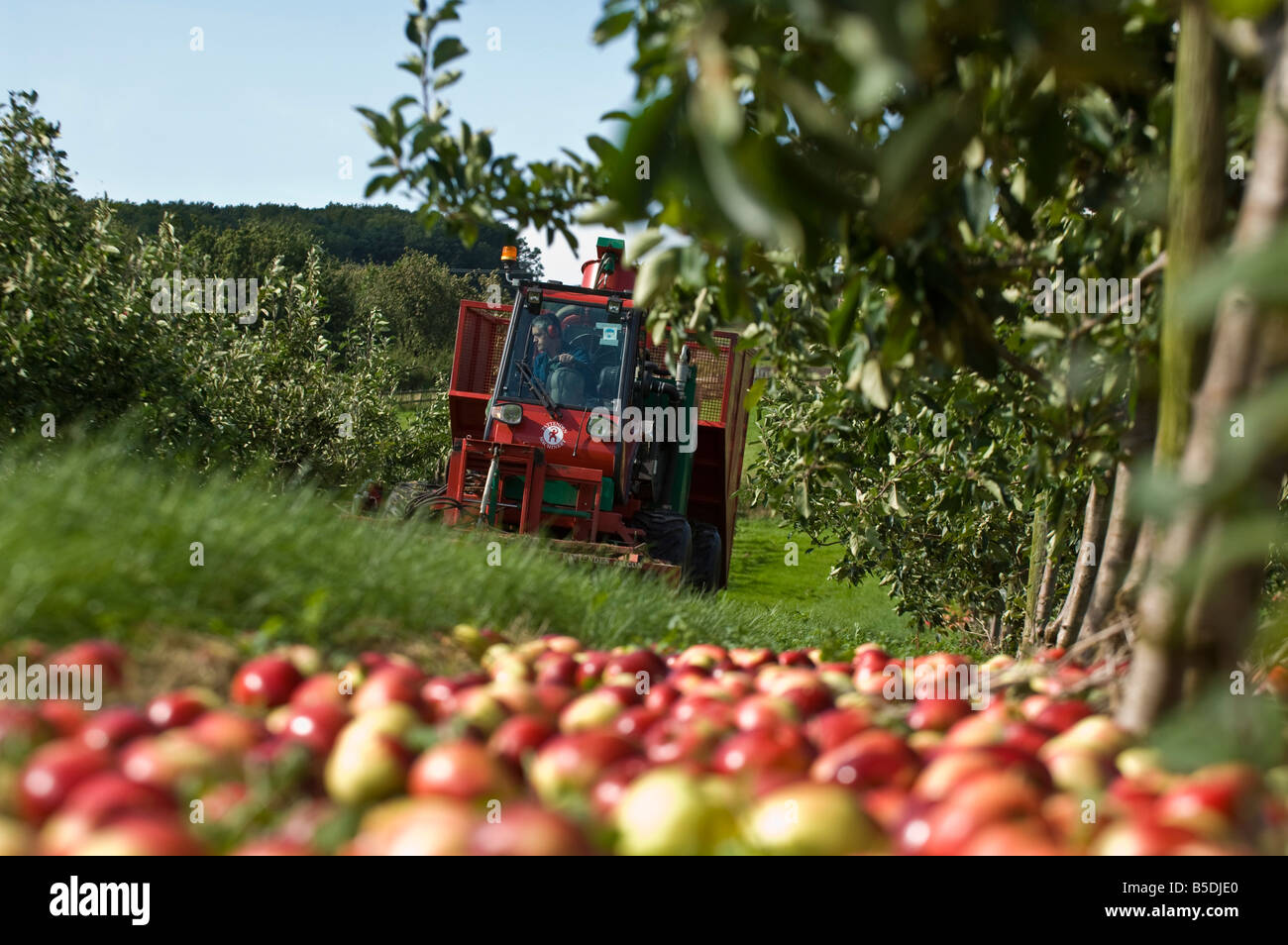 Machine gathering Katy cider apples Thatchers Cider Orchard Sandford Somerset England Stock Photo