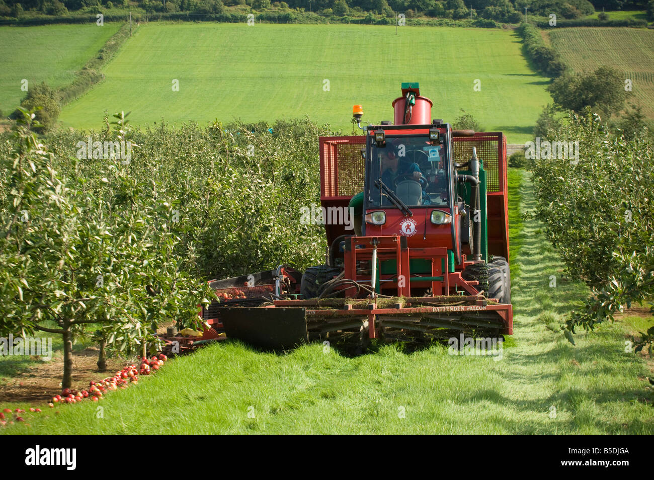 Machine gathering Katy cider apples Thatchers Cider Orchard Sandford Somerset England Stock Photo