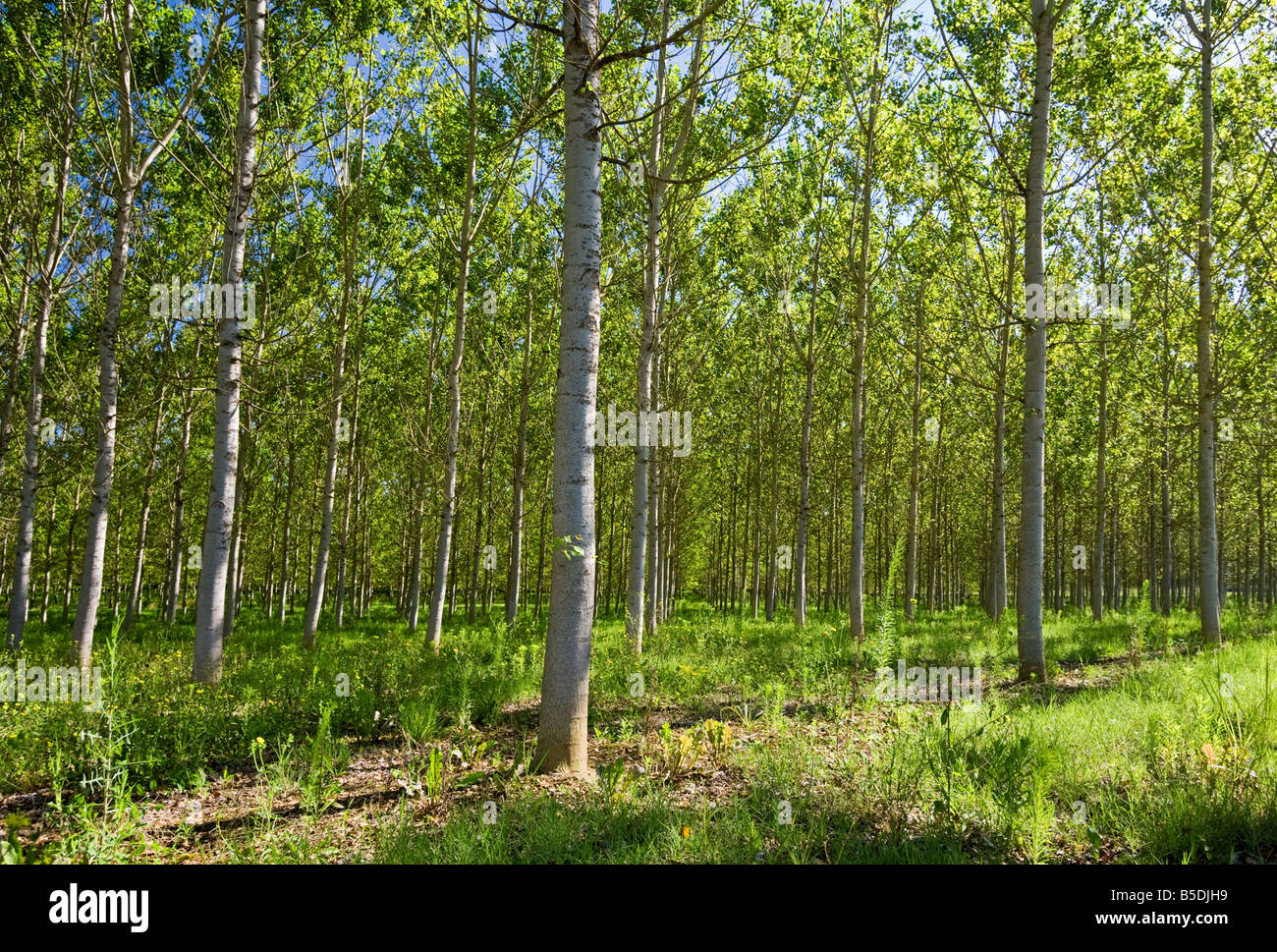 Silver Birch trees, Tarn et Garonne, Southwest France, Europe Stock Photo