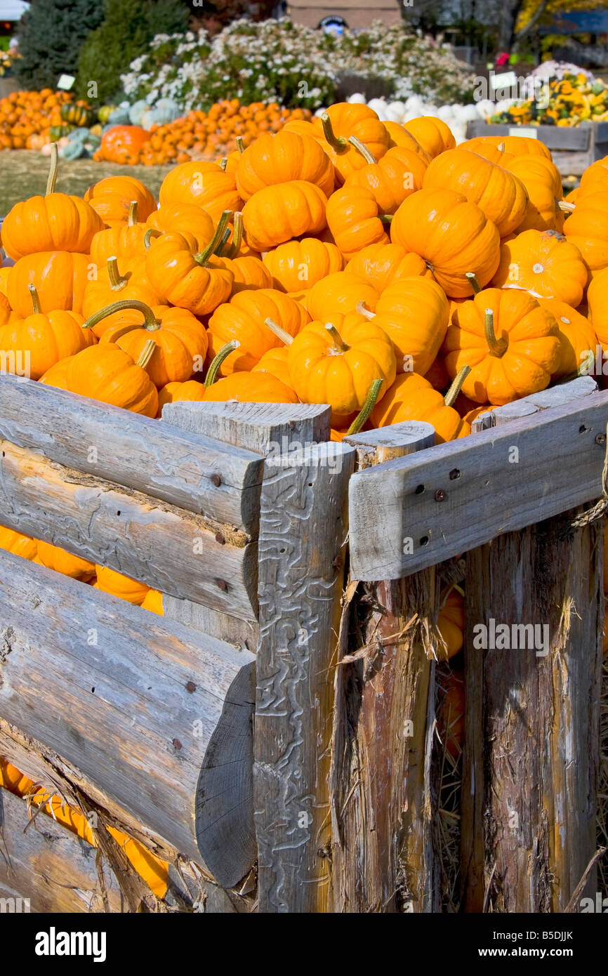 A pile of pumpkins in a wooden crate Stock Photo - Alamy