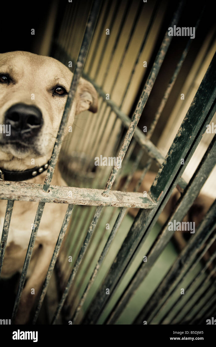 A dog behind bar Stock Photo - Alamy