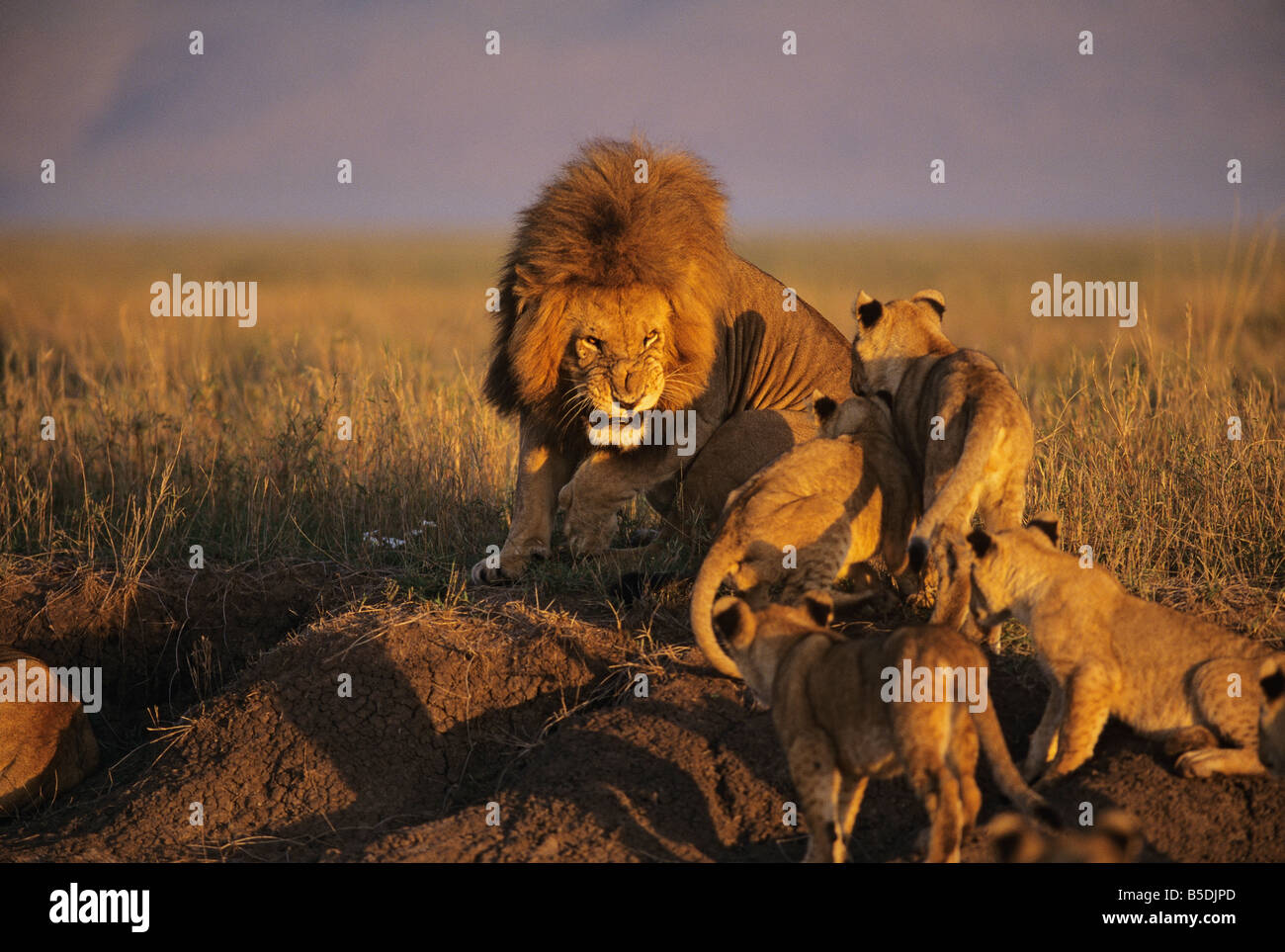 Male Lion Playing with the Cubs Stock Photo