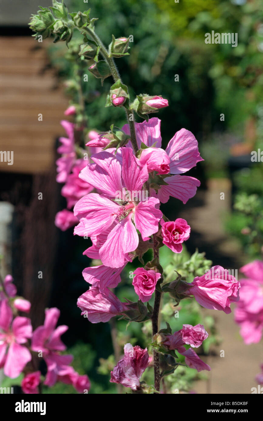 Close up of flowers of the tree mallow Lavatera Olbia Rosea in July in Devon England M H Black Stock Photo