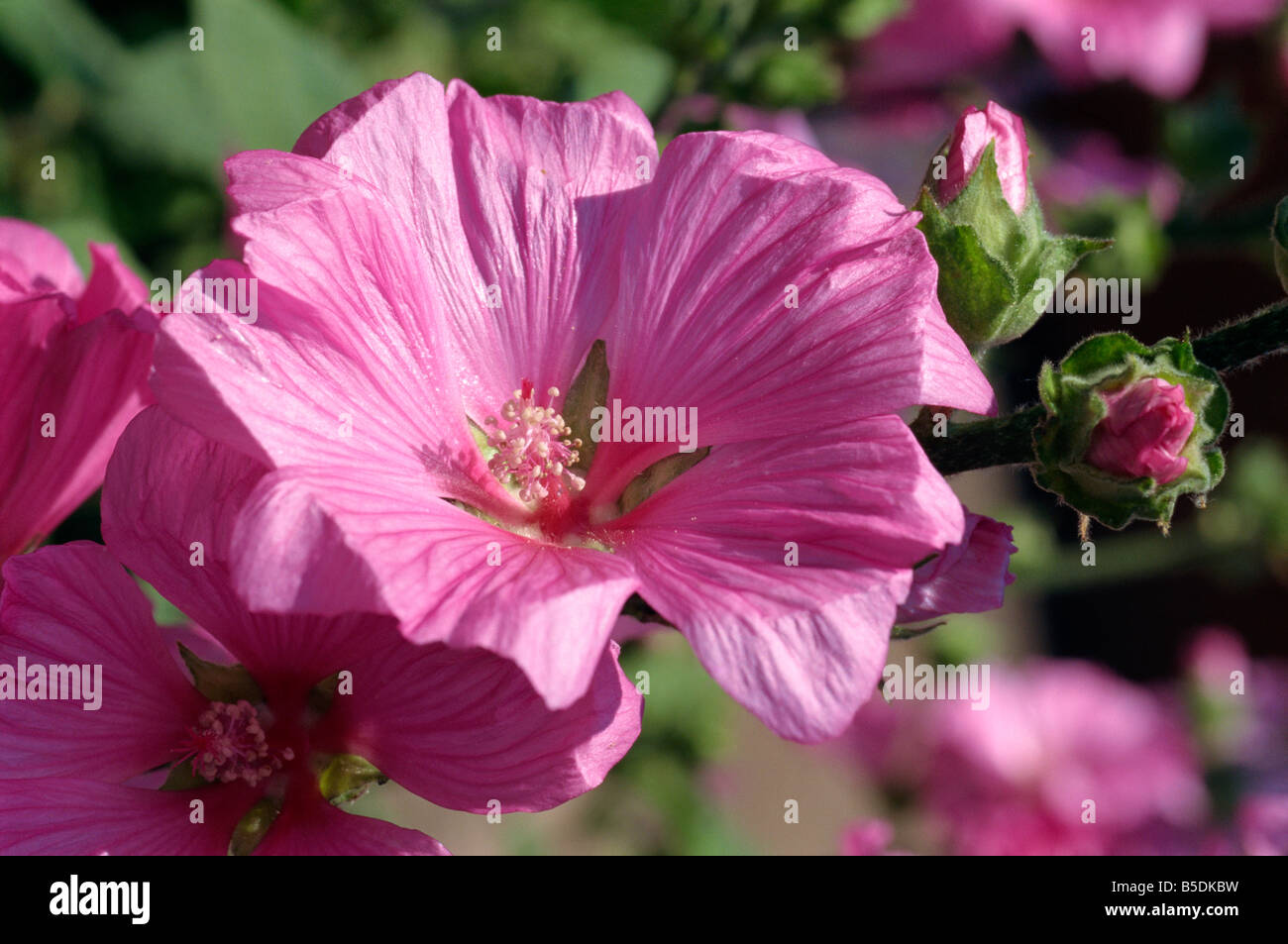 Close up of flowers of the tree mallow Lavatera Olbia Rosea in July Devon England M H Black Stock Photo