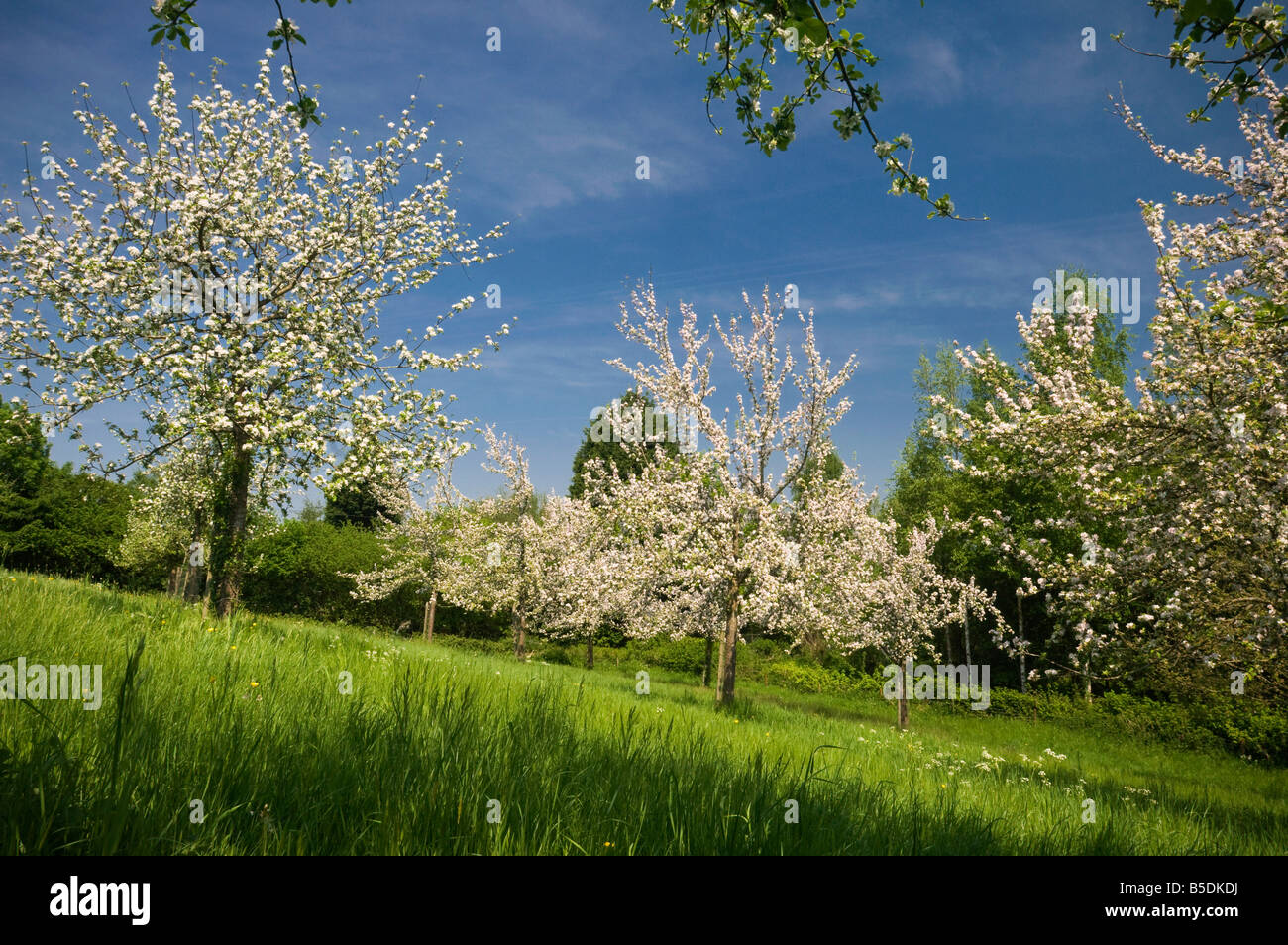 Apple blossom in orchard Compton Dando Somerset England Stock Photo