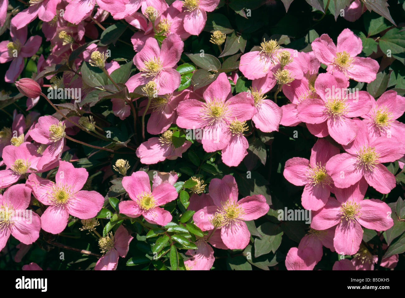 Pink flowers of Clematis Montana Tetrarose taken in May M H Black Stock Photo