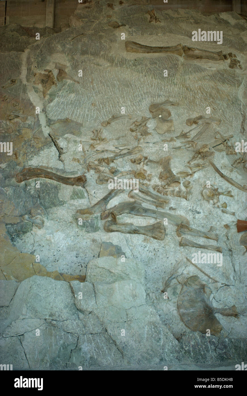 Fossilised bones including hind leg of Sauropod and Apatosaurus, Dinosaur National Monument, Colorado and Utah, USA Stock Photo
