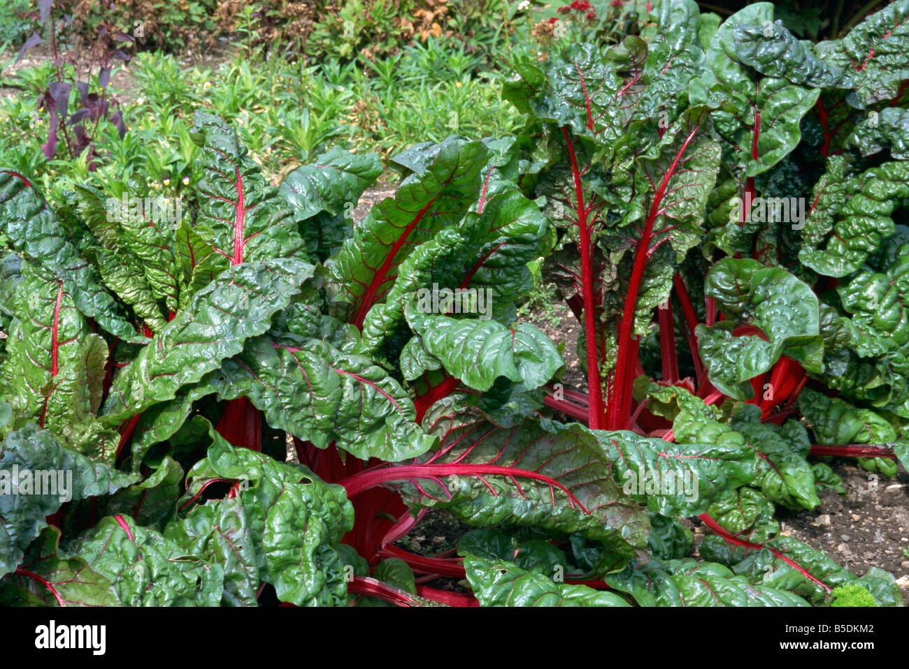 Row h hires stock photography and images Alamy