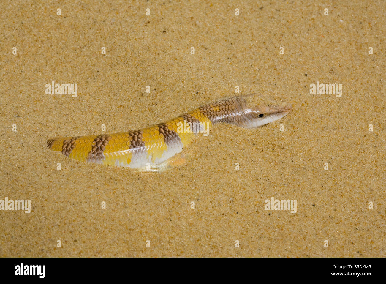 Sandfish, Scincus scincus from North Africa. Family Scincidae. Stock Photo
