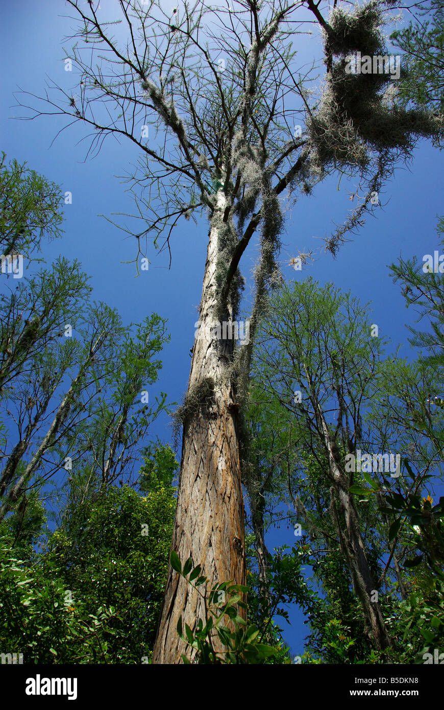 Looking up at a dead tree in the Florida woods Stock Photo Alamy