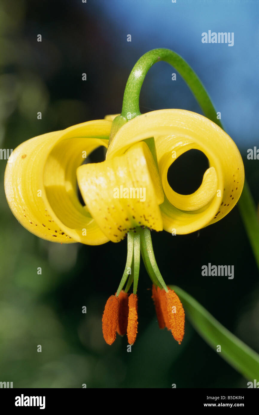 Close up of the yellow flower of the Turkscap Lily Lilium Pyrenaicum taken in June in Devon England M H Black Stock Photo