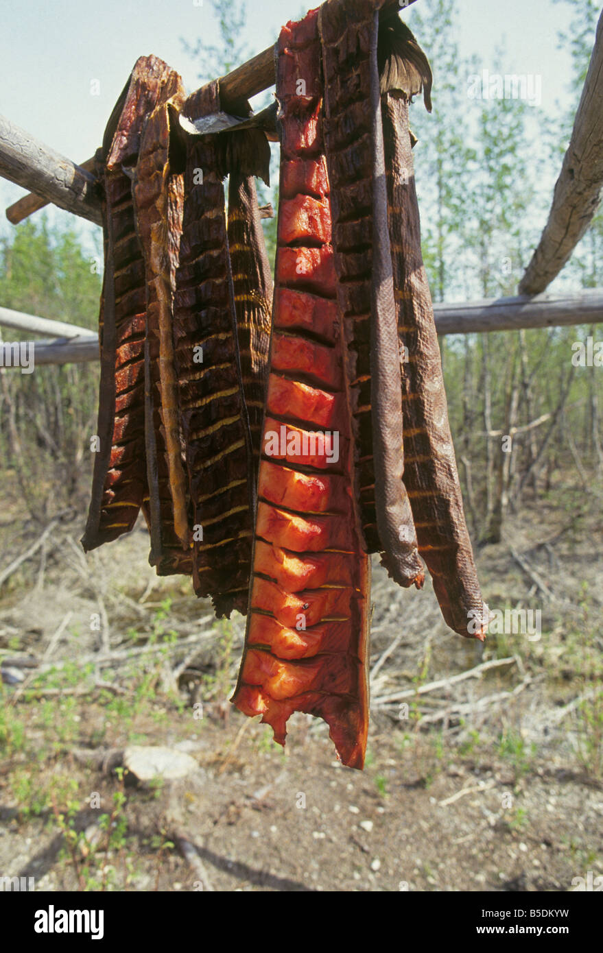 Large Chinook salmon fillets hang from a drying rack at an Indian village along the Chena River near Fairbanks, Alaska. Stock Photo