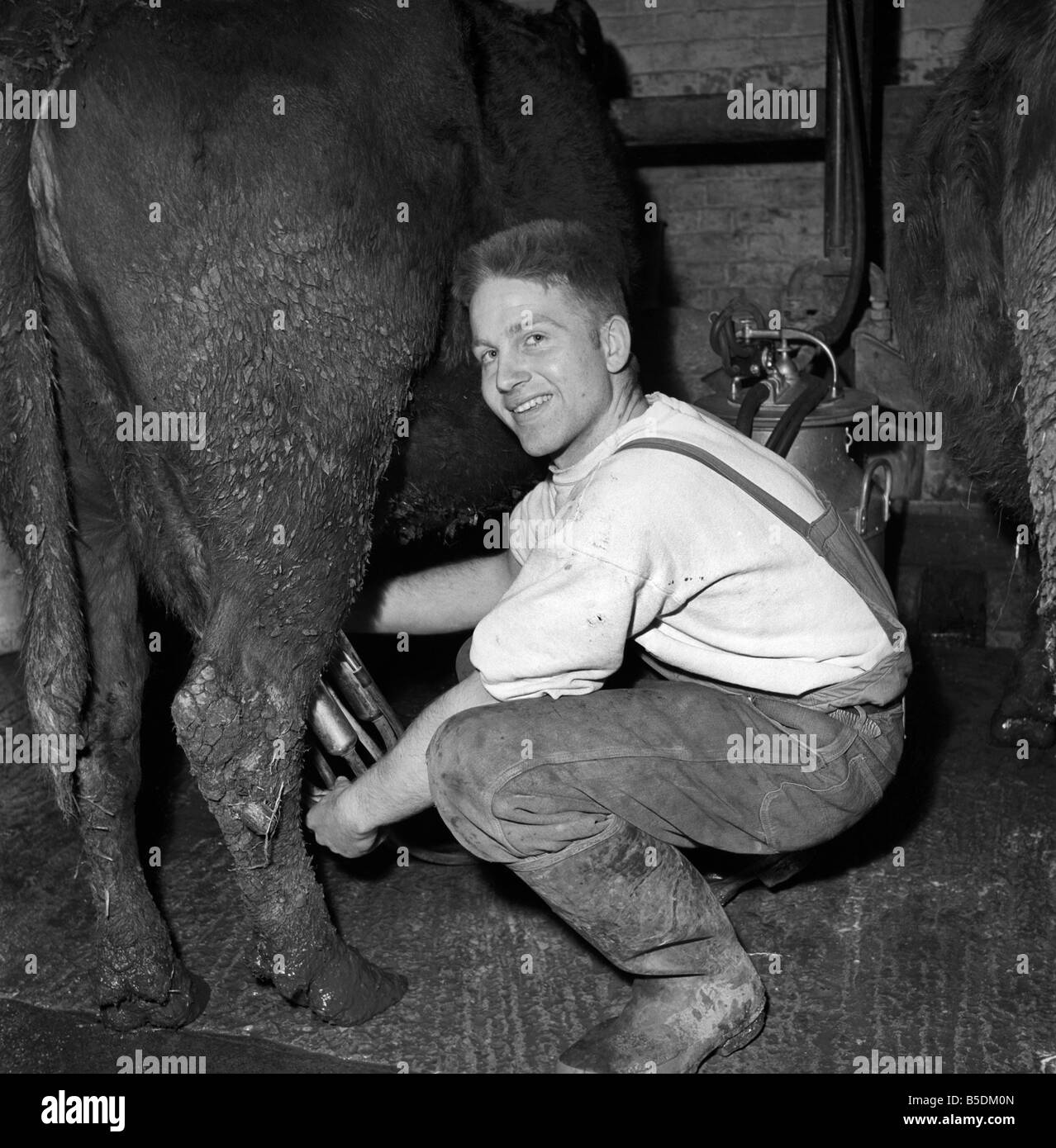 Milking cow 1950s hires stock photography and images Alamy