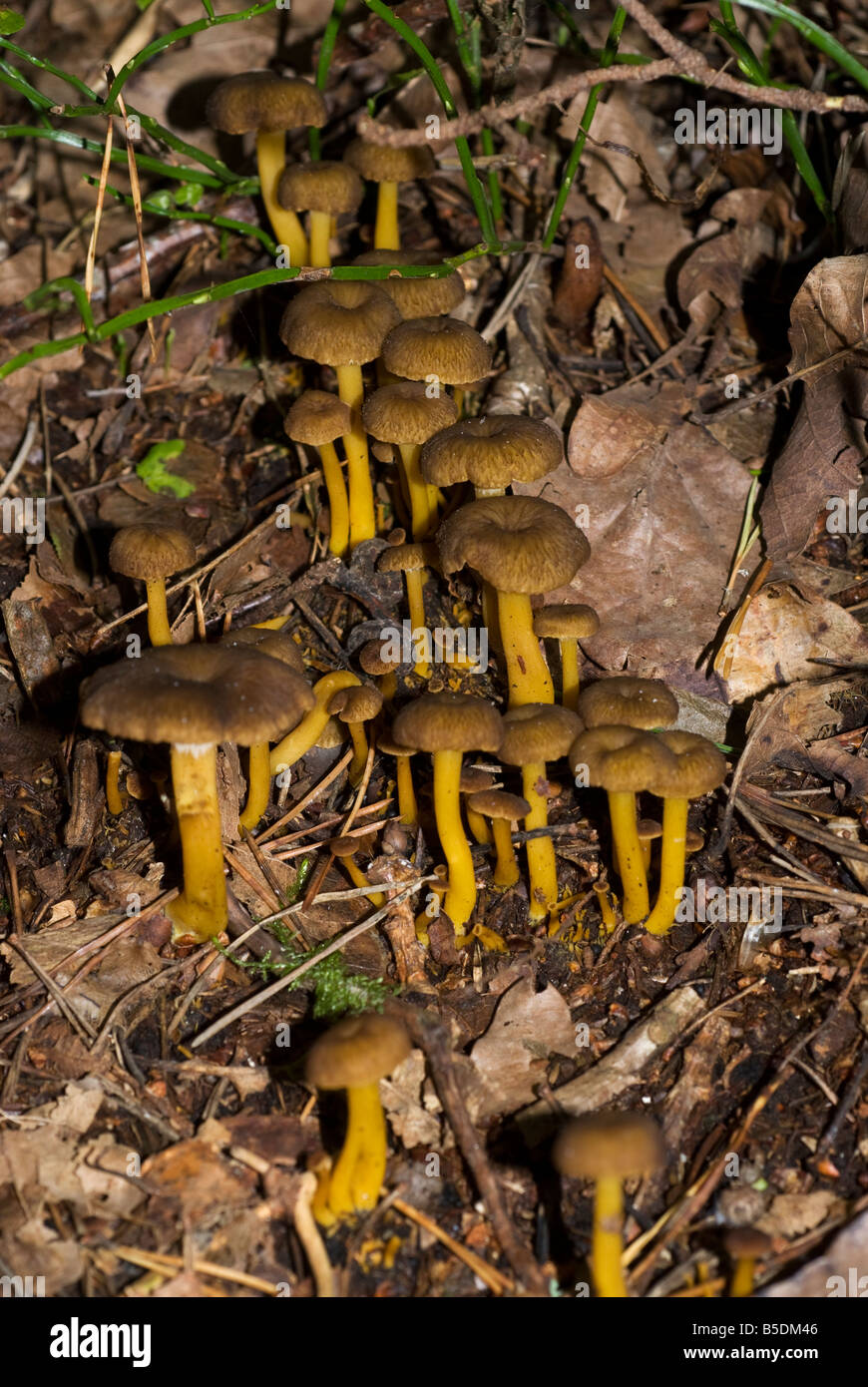 Funnel chanterelle (Craterellus tubaeformis) yellow foot, Sweden Stock Photo