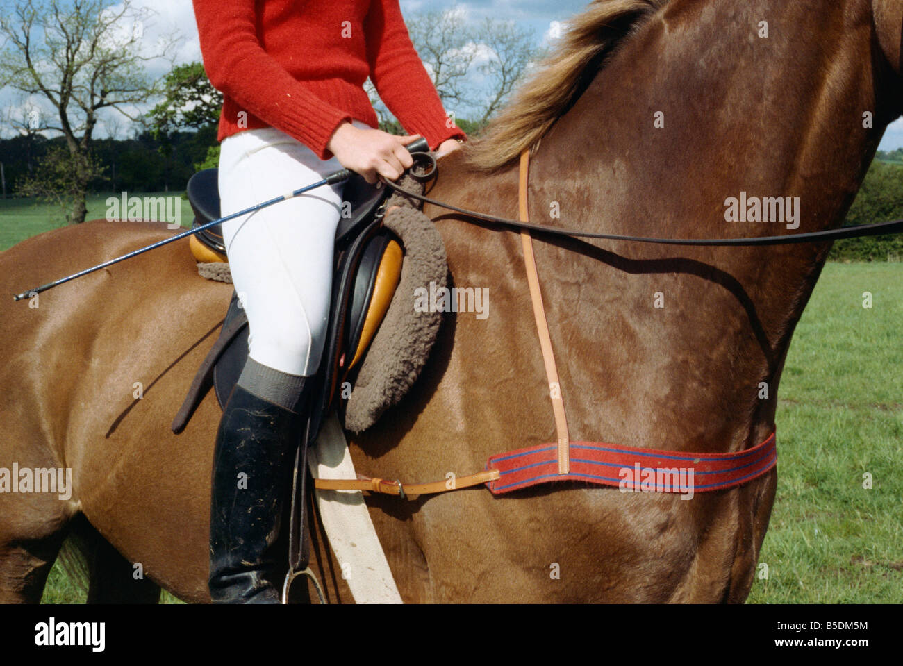 Horse with breastplate England United Kingdom Europe Stock Photo Alamy