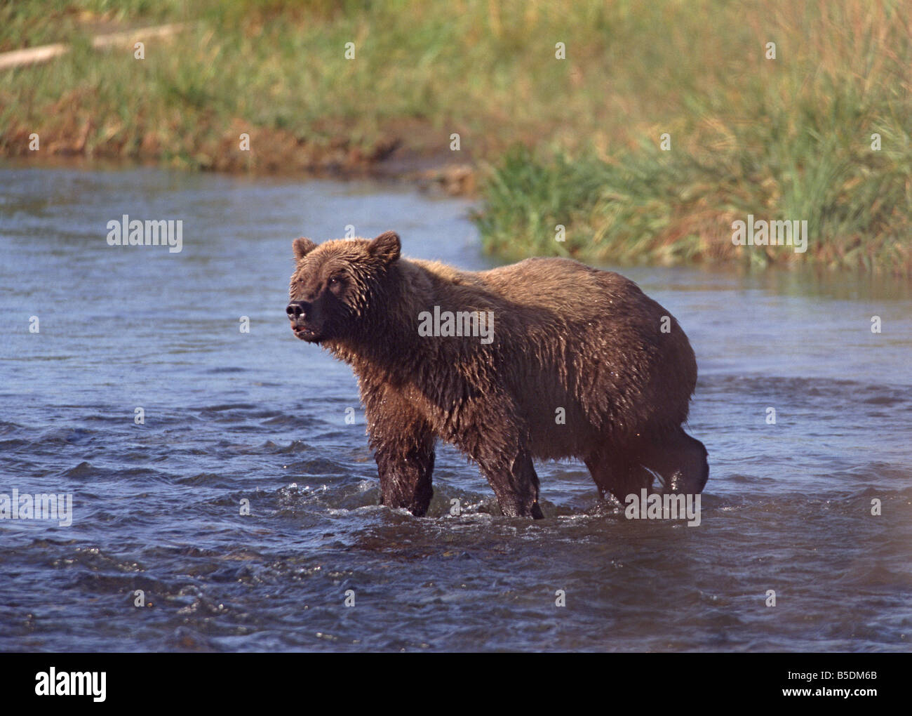 Grizzly bear, Katmai, Alaska, USA, North America Stock Photo Alamy