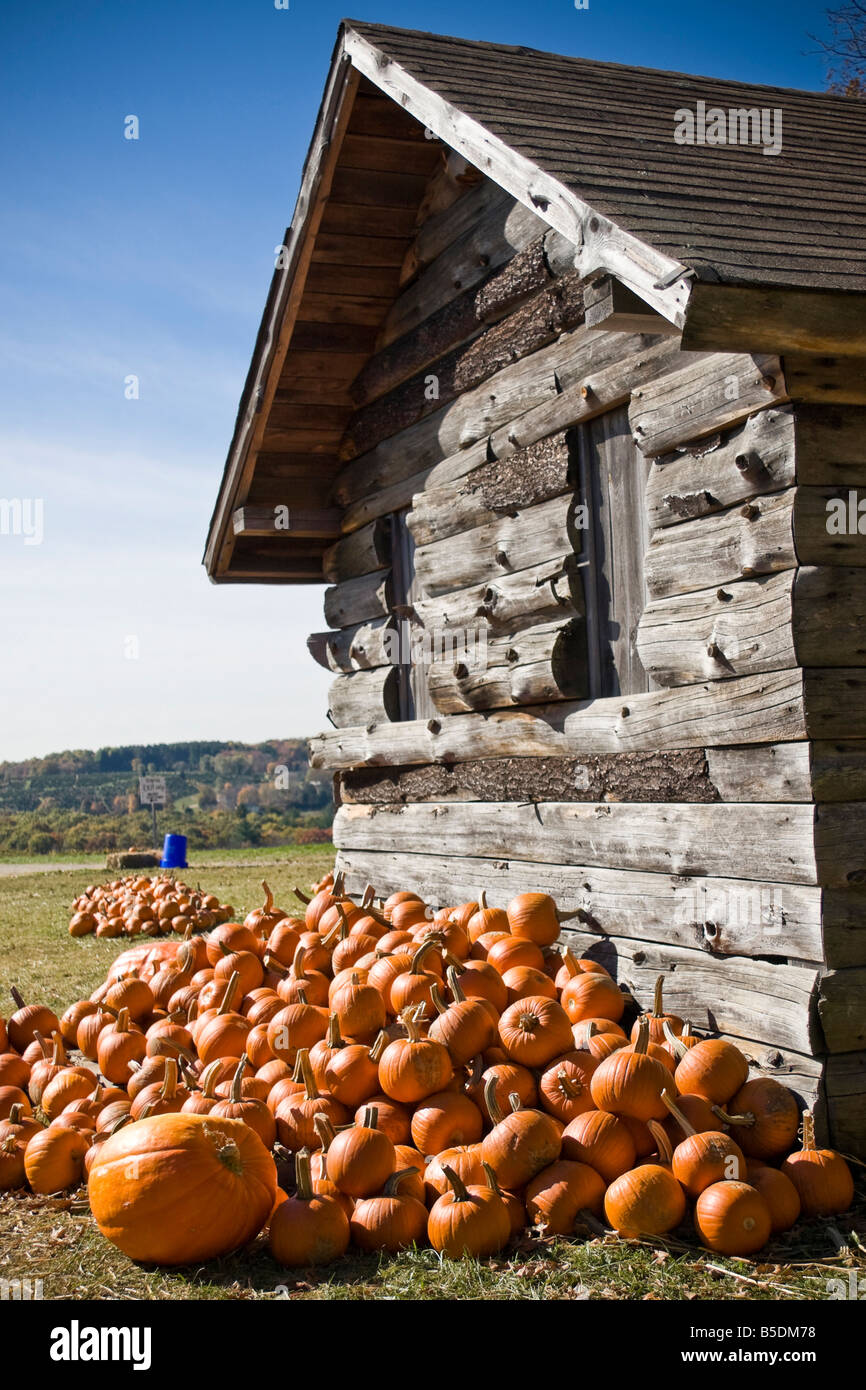 A pile of pumpkins next to an old wooden shed Stock Photo - Alamy