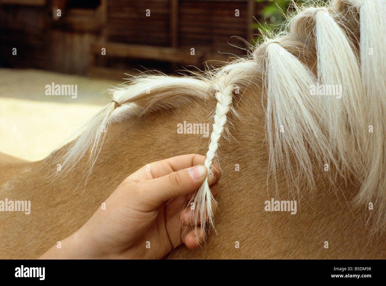 Grooming horse England United Kingdom Europe Stock Photo Alamy