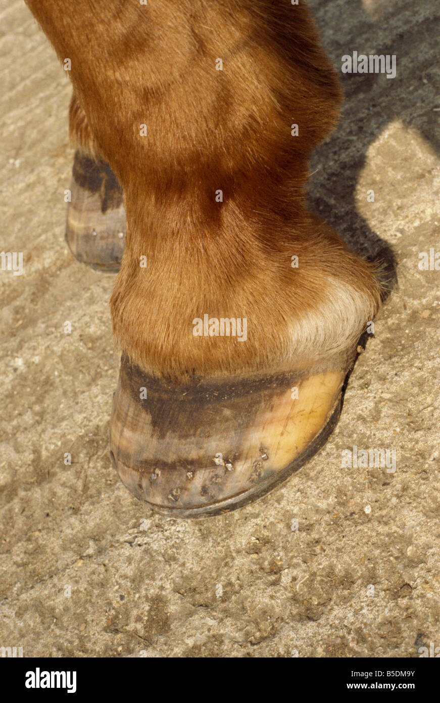 Signs of laminitis England United Kingdom Europe Stock Photo Alamy