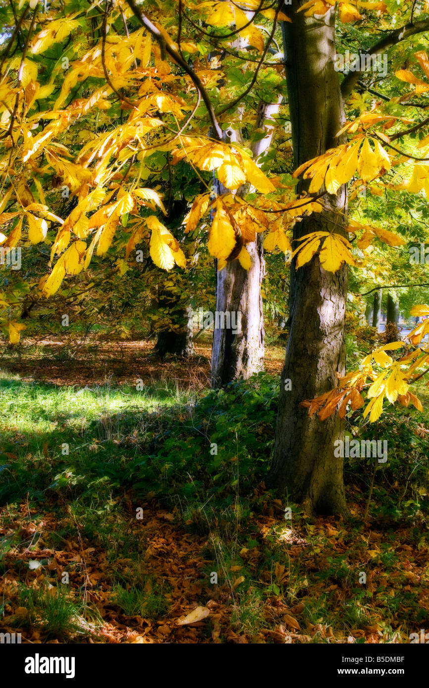Conca Tree Conker trees hi-res stock photography and images - Alamy